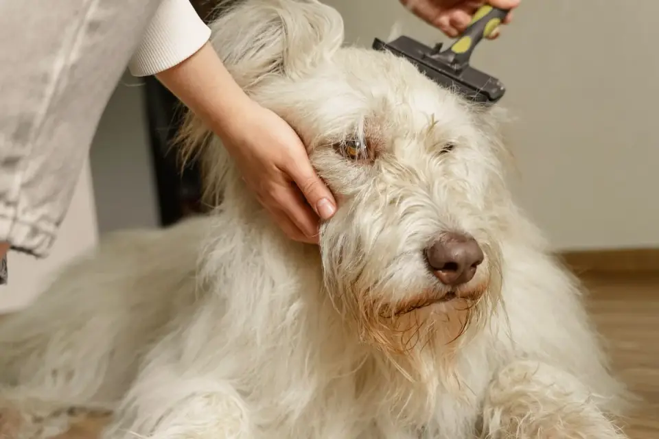 Owner running electric clippers over a relaxed dog during an at-home trim