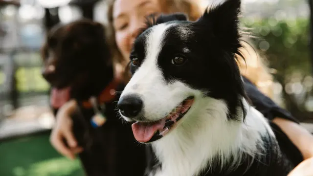 Owner spraying a leave-in detangler onto a dog's coat before brushing