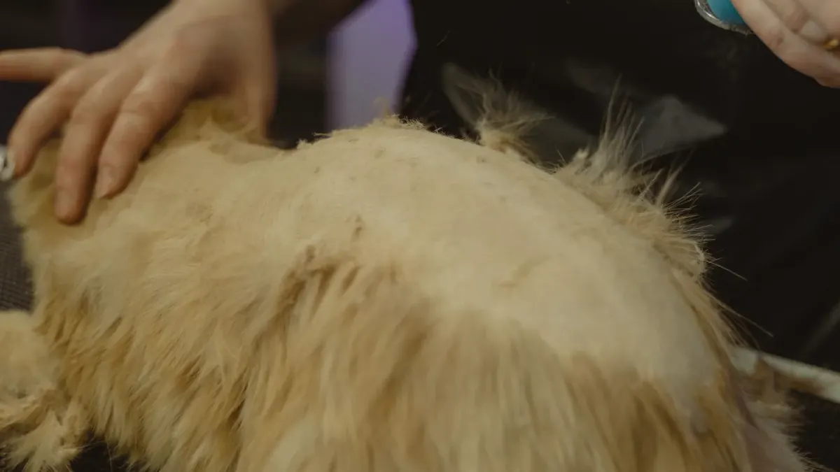 Owner using a slicker brush on a golden retriever's coat