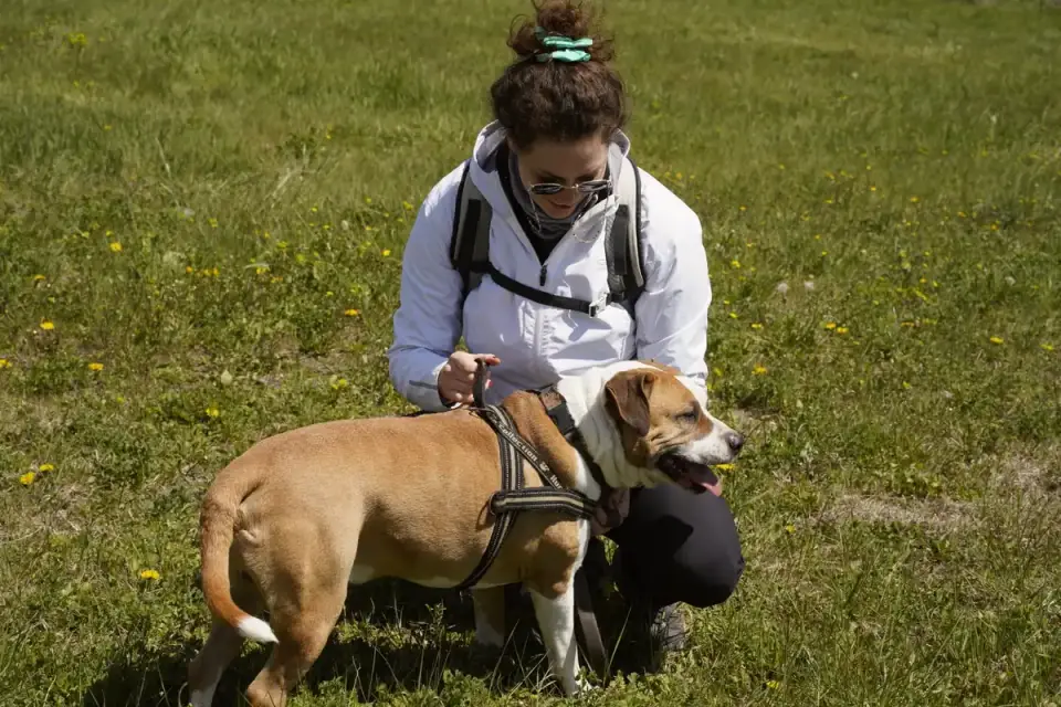 Owner using a support sling under a senior dog's hindquarters
