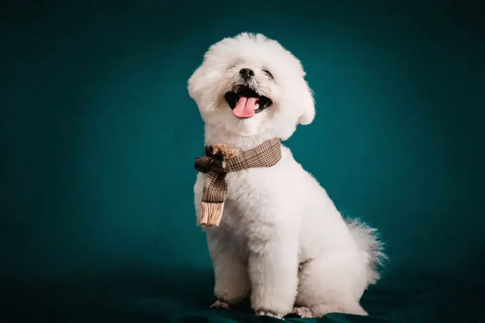 Poodle portrait