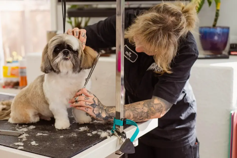 Professional groomer trimming a poodle's coat at a grooming salon