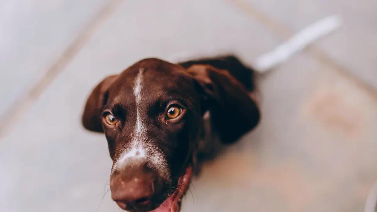 Puppy eating from a bowl