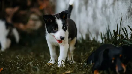 Puppy eating from a bowl