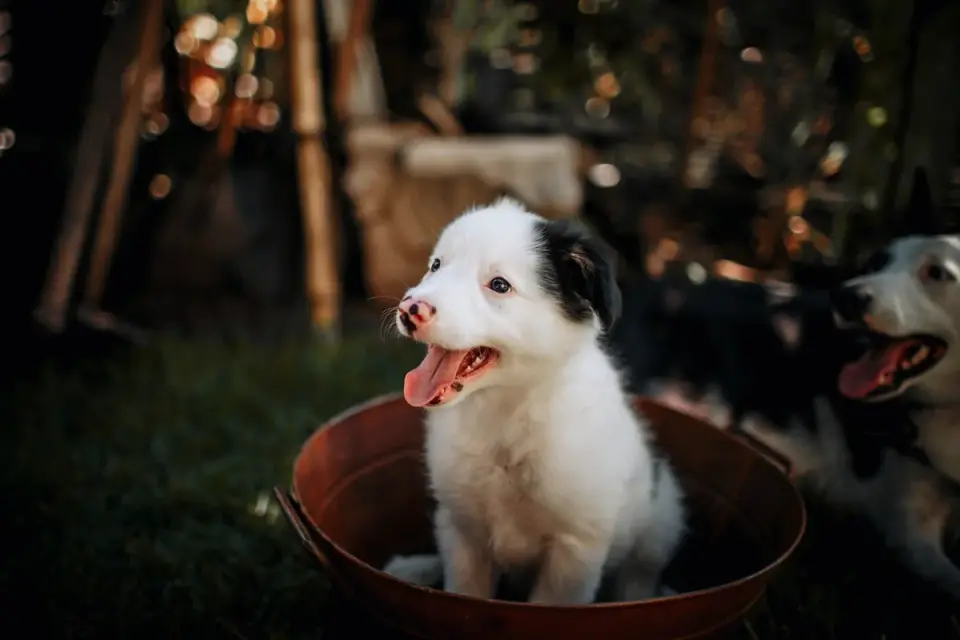 Puppy eating from a bowl