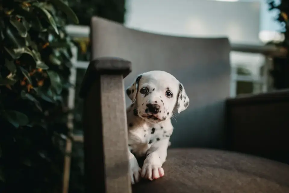 Puppy in a training class