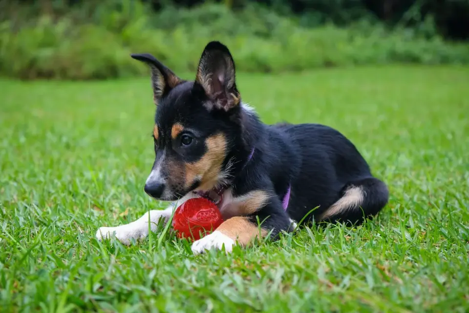 Puppy in a training class