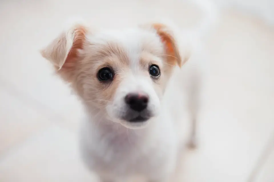 Puppy in a training class