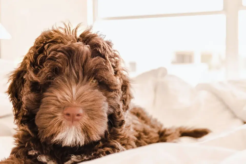 Puppy playing indoors