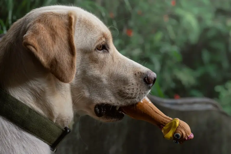 Senior dog licking a frozen stuffed rubber enrichment toy while lying down