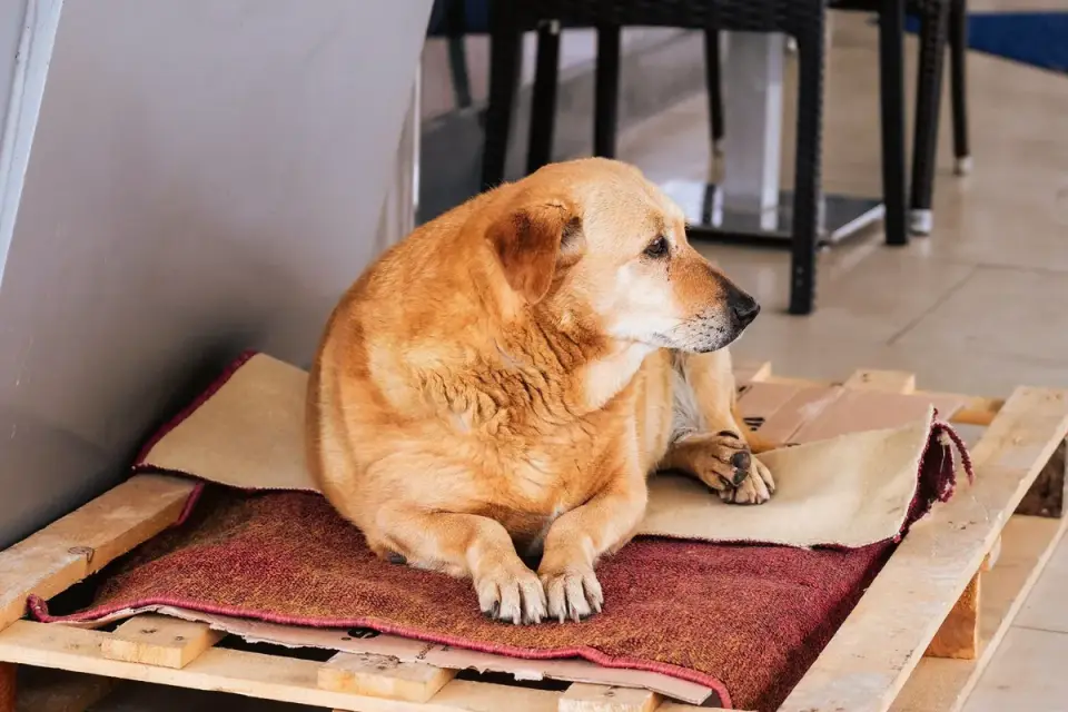 Senior dog resting at home