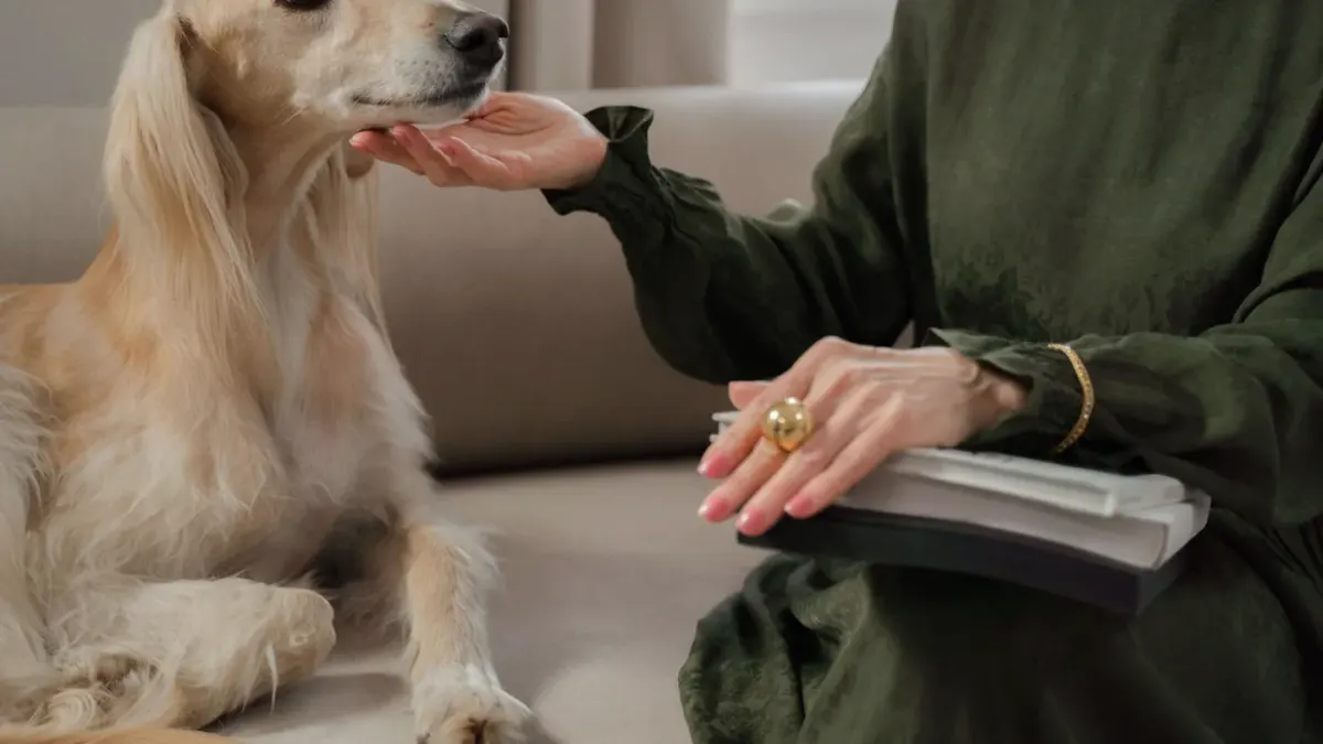 Senior dog walking with an owner