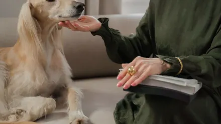 Senior dog walking with an owner