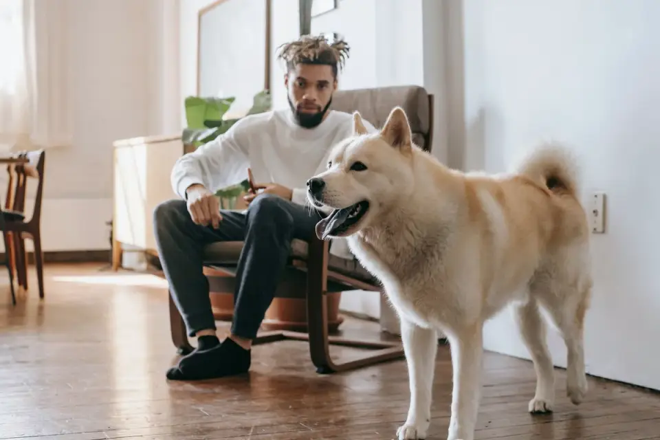 Senior dog walking with an owner