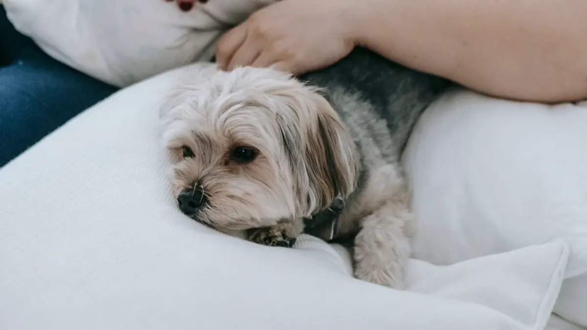 Senior dog walking with an owner