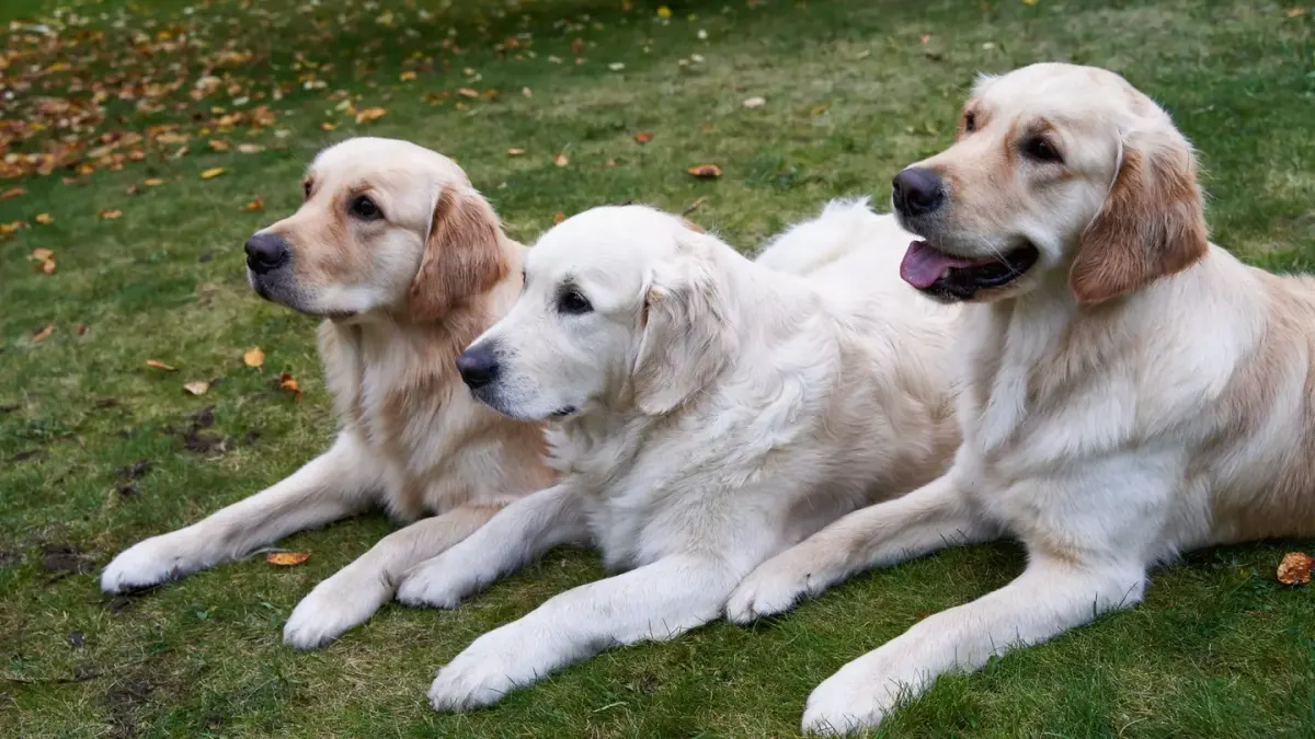 Senior golden retriever resting on a thick foam dog bed