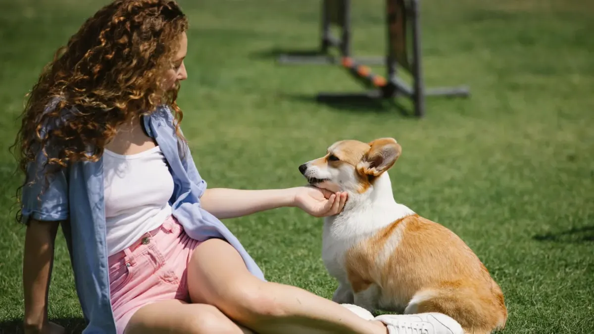 Several dogs and owners practicing sit-stay in a row during an outdoor group class