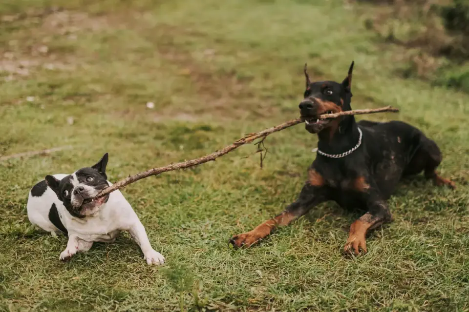 Several dogs playing together in an open daycare play area