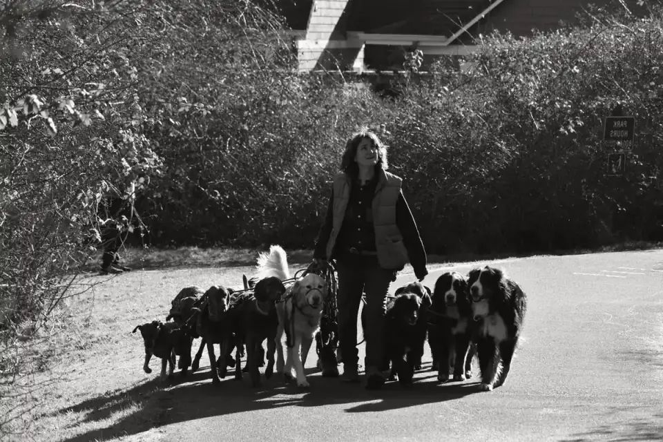 Several dogs practicing a sit-stay in a group training class