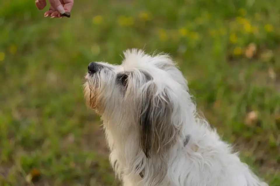 Several pea-sized soft training treats resting in an open palm