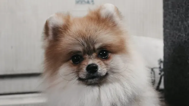 Small dog resting inside an open soft-sided travel carrier