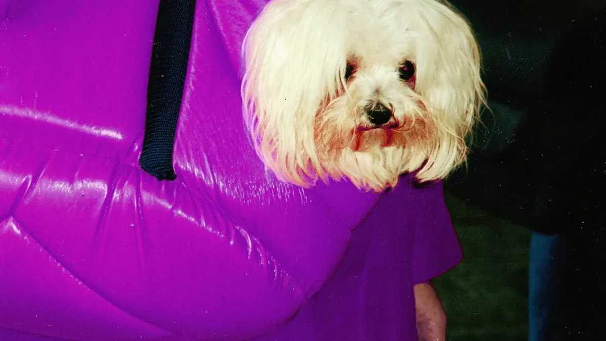 Small dog sitting calmly inside a soft-sided pet carrier near an airport gate