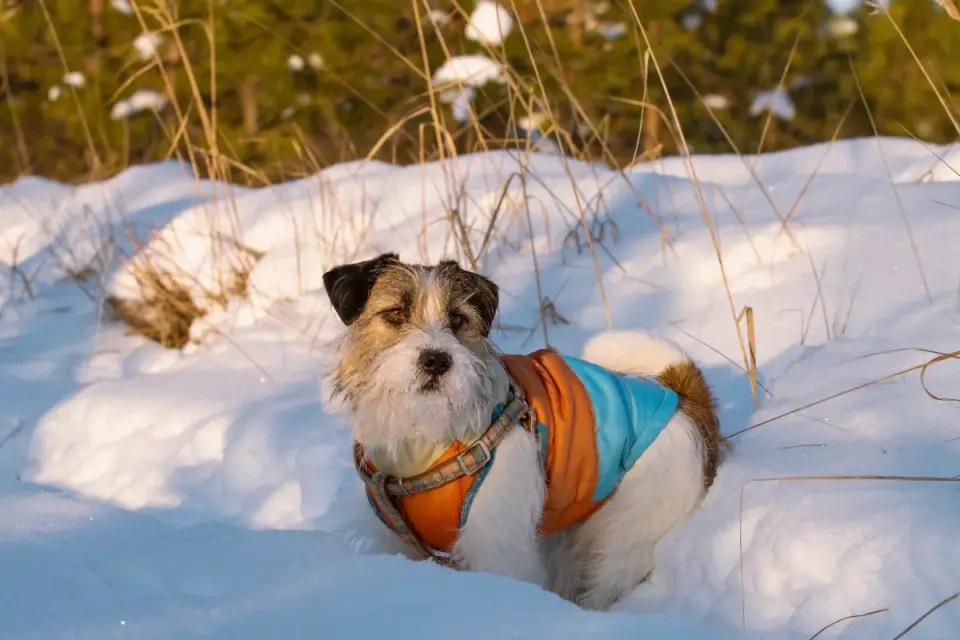 Small dog standing outdoors in a properly fitted coat that covers from neck to tail base