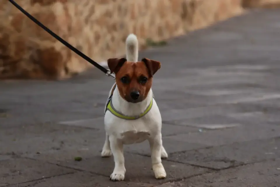 Small dog wearing a front-clip harness on a neighborhood walk