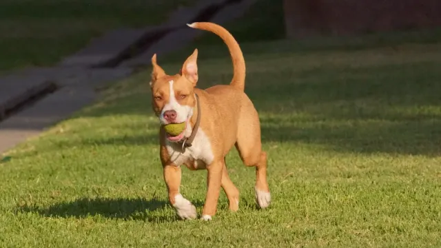 Small terrier-type dog mid-play with a soft toy on grass