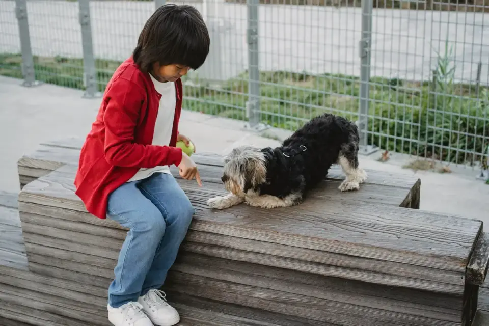 Trainer holding a flat palm out toward a seated dog as a stay signal