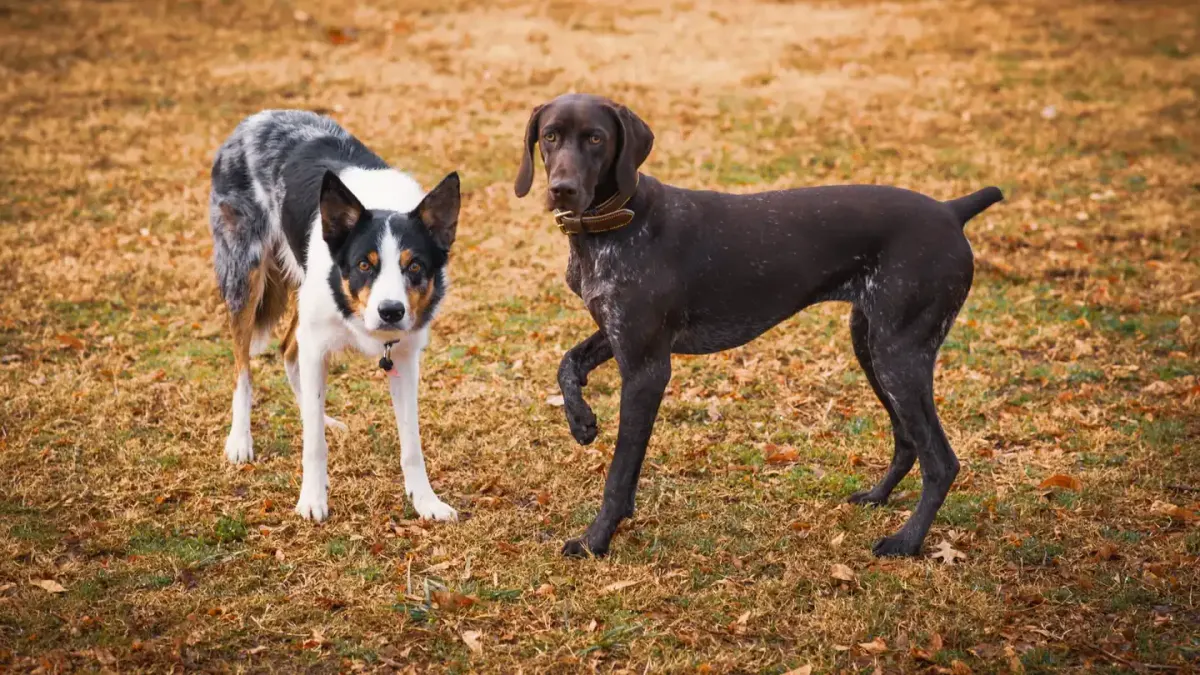 Two dogs facing each other in a low play bow stance on grass