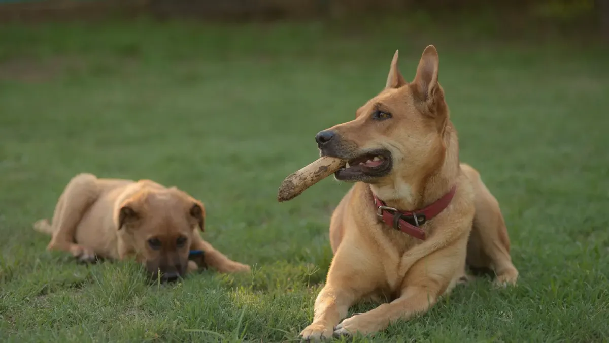 Two dogs mid-play on a lawn, one briefly mounting the other during a chase game