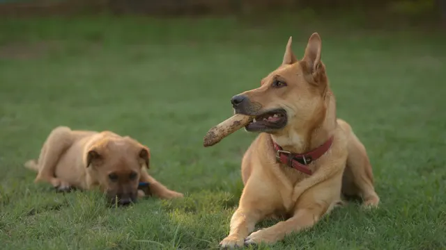 Two dogs mid-play on a lawn, one briefly mounting the other during a chase game