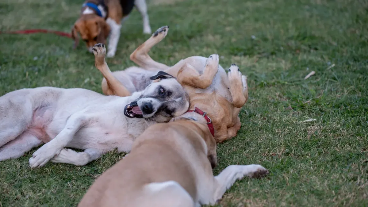 Two dogs mid-wrestle on grass, mouths open and relaxed