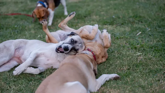 Two dogs mid-wrestle on grass, mouths open and relaxed