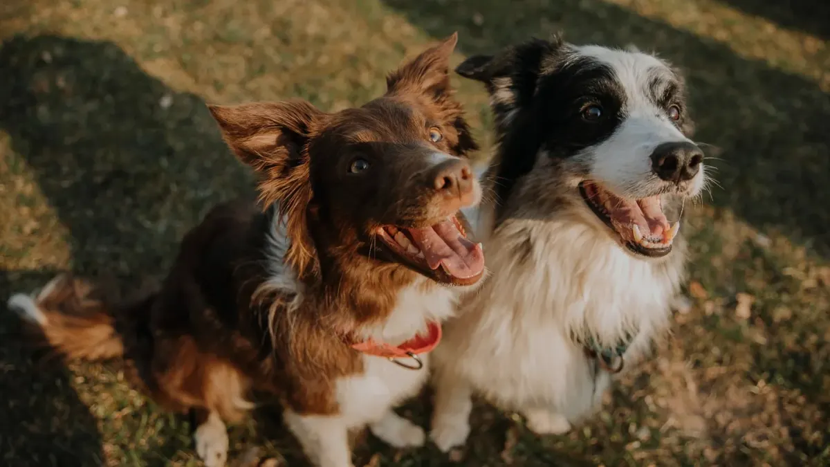 Two dogs playing
