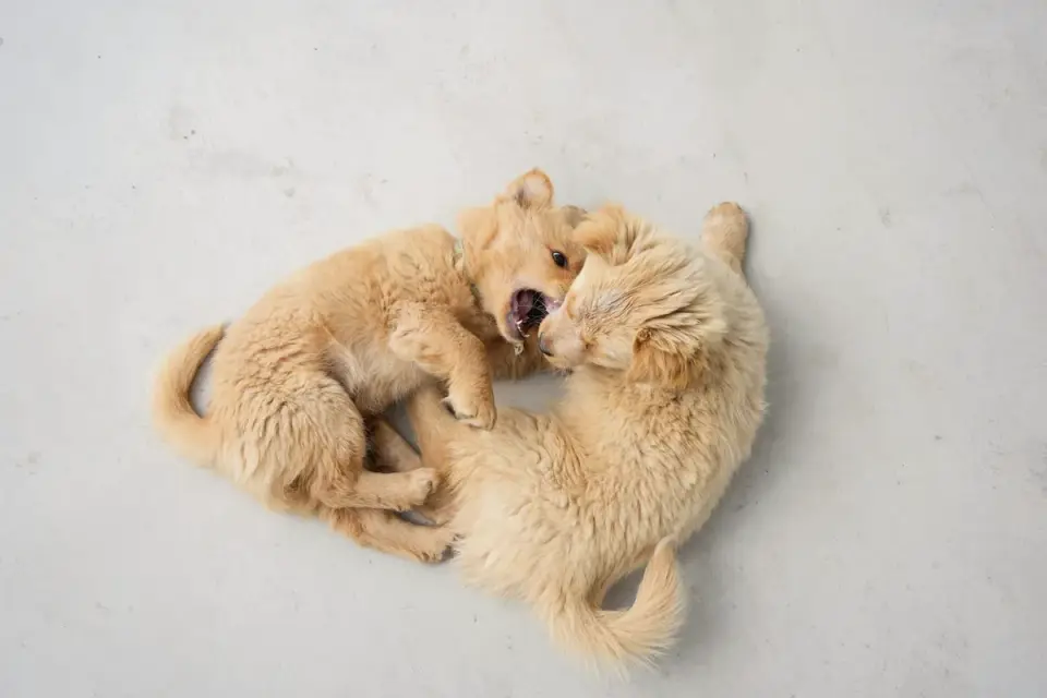 Two dogs wrestling with open, relaxed mouths on grass