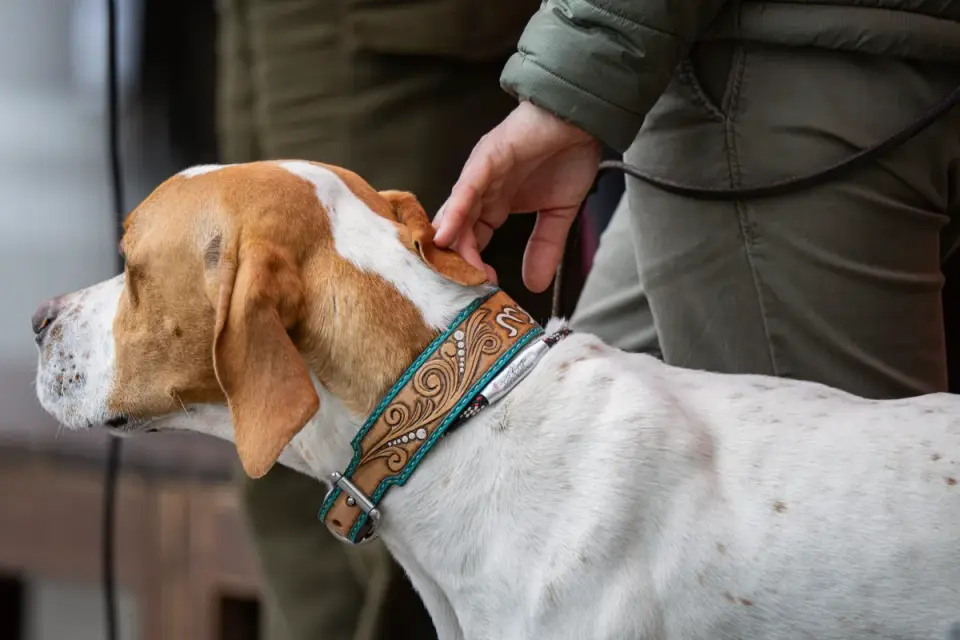 Two fingers slid under a buckled dog collar to check the fit gap