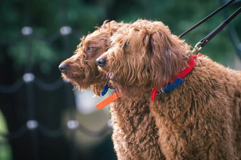 Two leashed dogs meeting nose to nose while their owners hold the leashes taut