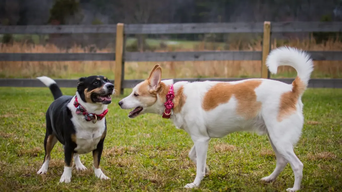 Two medium-sized dogs sprinting across an open dog park