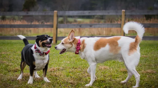 Two medium-sized dogs sprinting across an open dog park