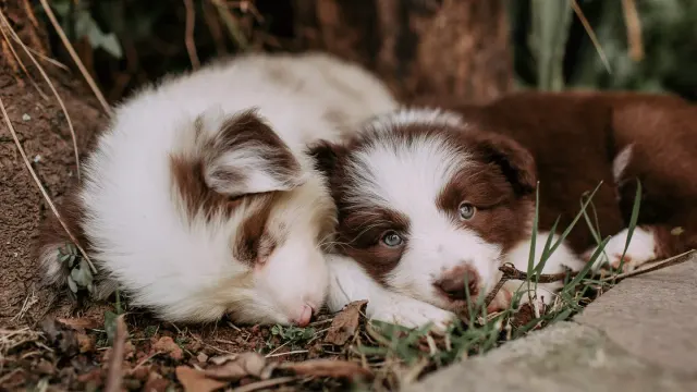 Two young puppies sitting a short distance apart outdoors, each on an individual leash