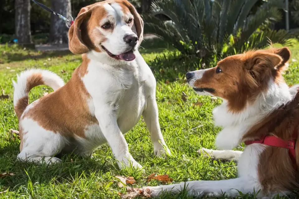 Two young puppies sitting a short distance apart outdoors, each on an individual leash