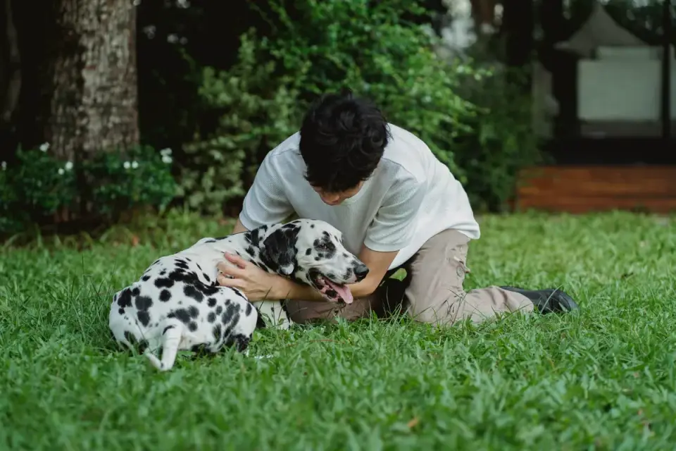 Veterinarian gently examining a dog&#x27;s shoulder and side