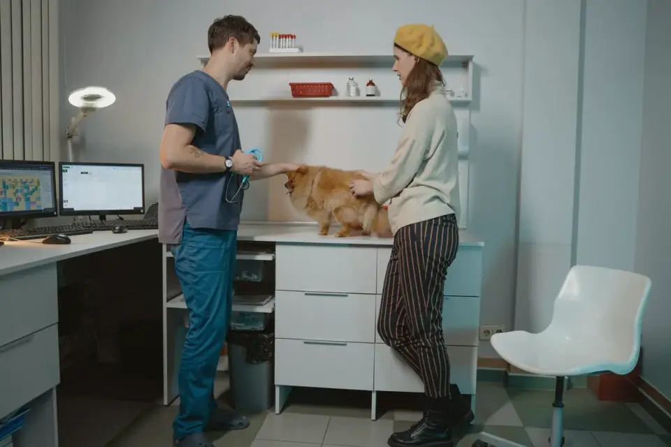 Veterinarian gently examining a small dog during a wellness visit