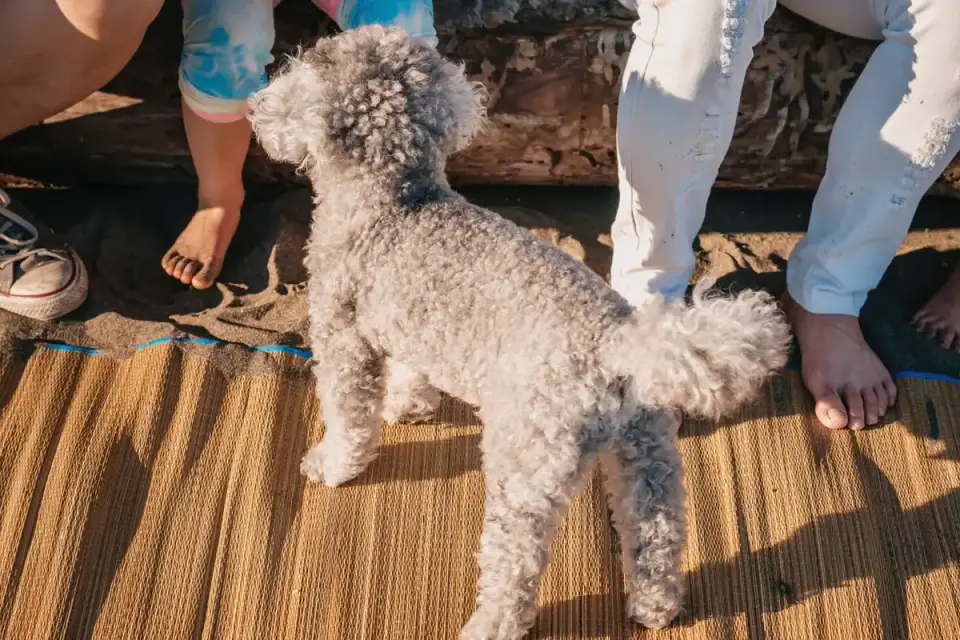 Veterinarian parting a dog's coat to check for skin irritation under a mat