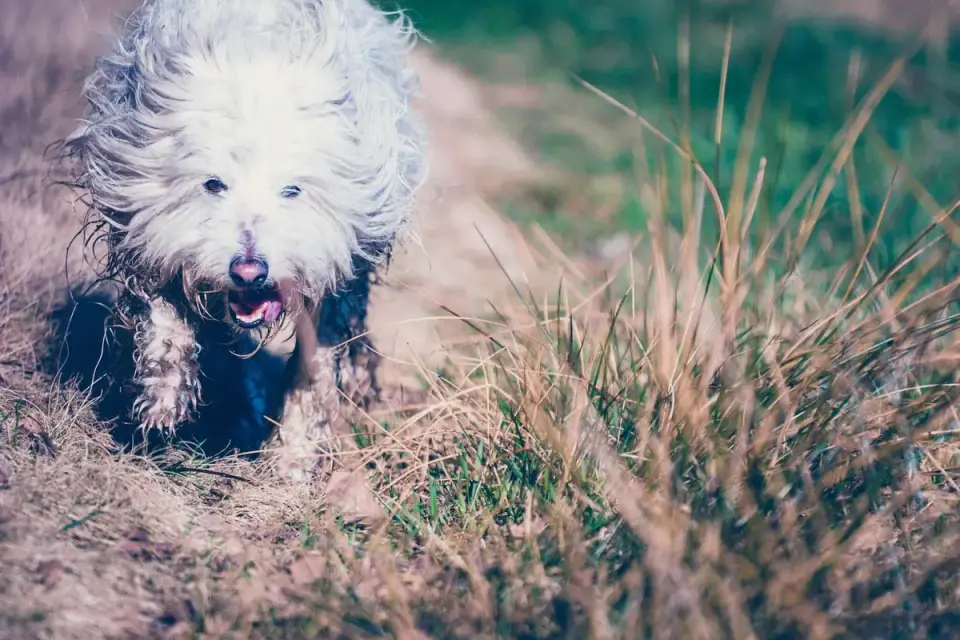 Wet dog outdoors