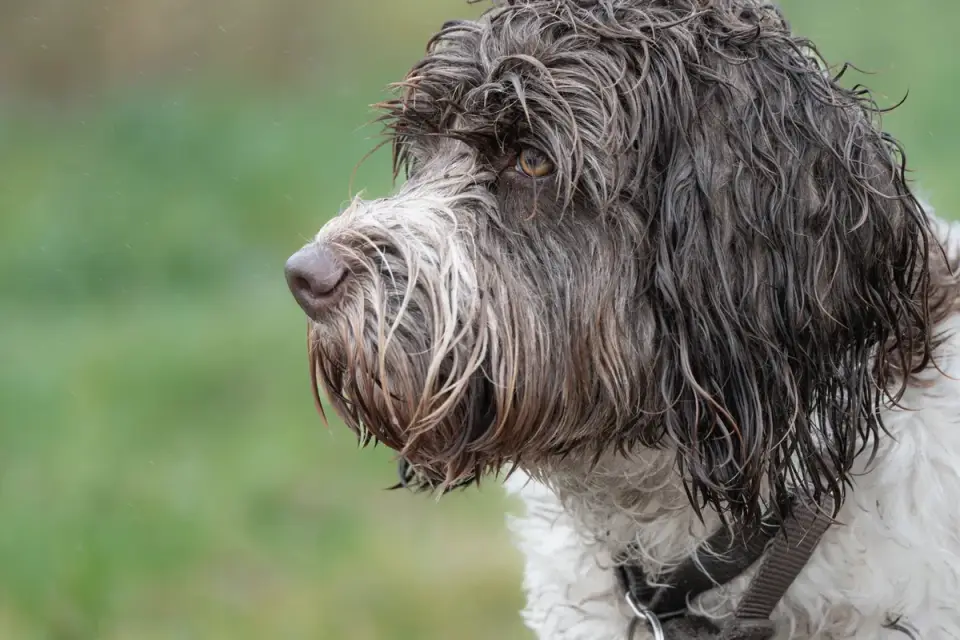 Wet dog outdoors
