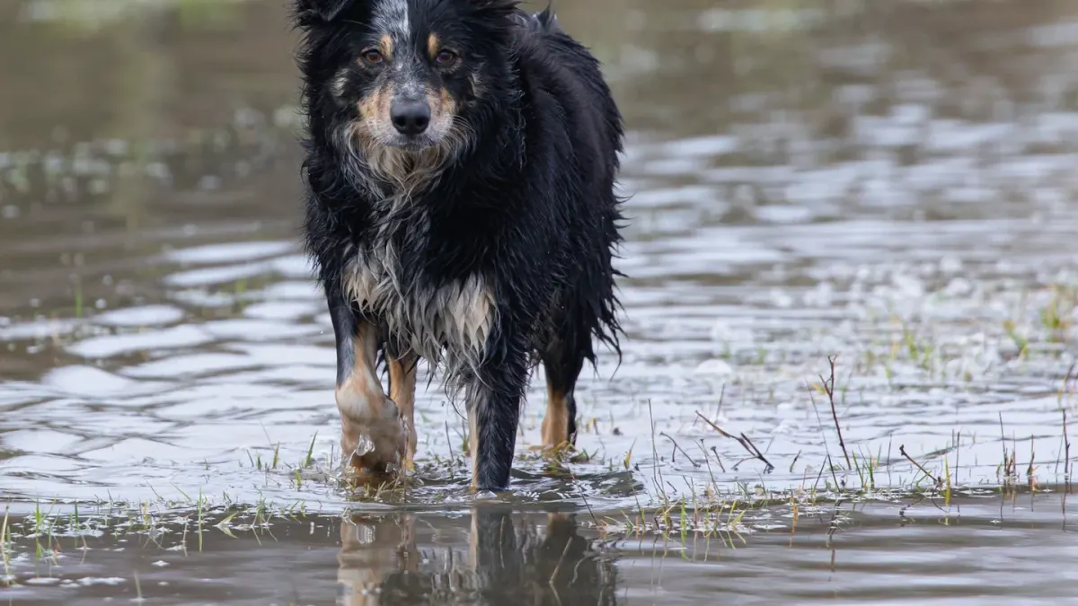Wet dog outdoors