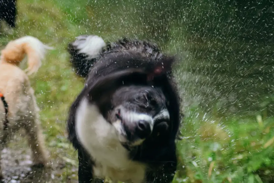 Wet dog outdoors